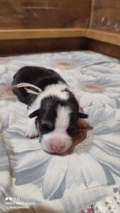 CLAN IRONHORN VETANA, одна неделя, щенок вельш-корги пемброк на руках у заводчика