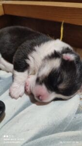 CLAN IRONHORN VEKSANA, 1 неделя, щенок вельш-корги пемброк с мамой