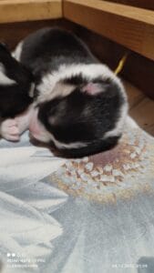 CLAN IRONHORN VEKSANA, 1 неделя, спящий щенок вельш-корги пемброк