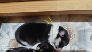 CLAN IRONHORN VEKSANA, 1 неделя, щенок вельш-корги пемброк исследует окружающий мир