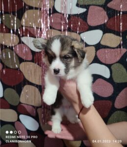 CLAN IRONHORN VETER SIBIRI, 1 месяц, спящий щенок вельш-корги пемброк дома