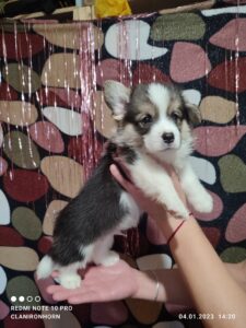 CLAN IRONHORN VETER SIBIRI, 1 месяц, щенок вельш-корги пемброк с мамой дома