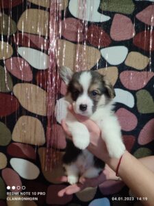 CLAN IRONHORN VETER SIBIRI, 1 месяц, щенок вельш-корги пемброк играет с игрушкой дома