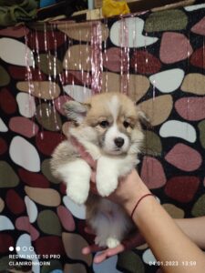 CLAN IRONHORN VASILEVS CESAR, 1 месяц, щенок вельш-корги пемброк позирует у окна