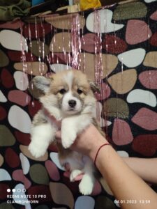 CLAN IRONHORN VASILEVS CESAR, 1 месяц, щенок вельш-корги пемброк отдыхает после игры