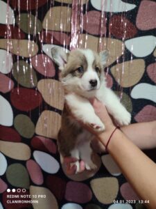 CLAN IRONHORN VERIN, 1 месяц, спящий щенок вельш-корги пемброк