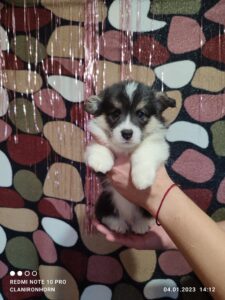 CLAN IRONHORN VALIR, 1 месяц, щенок вельш-корги пемброк исследует дом