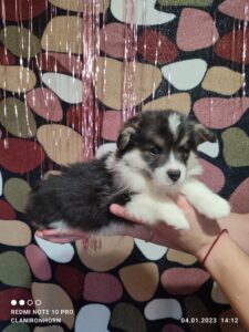 CLAN IRONHORN VALIR, 1 месяц, щенок вельш-корги пемброк отдыхает после игры