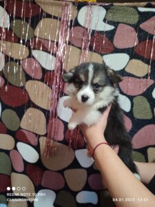 CLAN IRONHORN VEKSANA, 1 месяц, щенок вельш-корги пемброк играет с братом