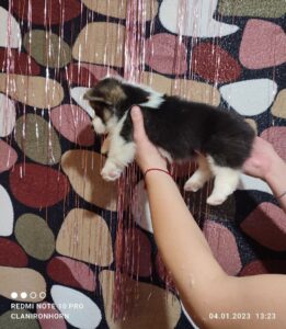 CLAN IRONHORN VETANA, 1 месяц, щенок вельш-корги пемброк играет