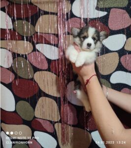 CLAN IRONHORN VETANA, 1 месяц, щенок вельш-корги пемброк на прогулке