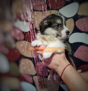 CLAN IRONHORN VEKSANA, 1 месяц, щенок вельш-корги пемброк с мамой