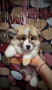 CLAN IRONHORN VASILEVS CESAR, 1 месяц, щенок вельш-корги пемброк в уютном свитере