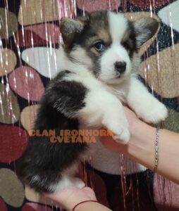 CLAN IRONHORN VETANA, 1 месяц, щенок вельш-корги пемброк с мамой
