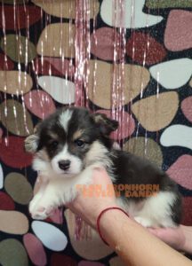 CLAN IRONHORN VALIR, 1 месяц, щенок вельш-корги пемброк на домашней фотосессии