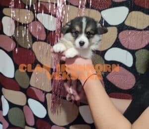 CLAN IRONHORN VEKSANA, 1 месяц, щенок вельш-корги пемброк спит