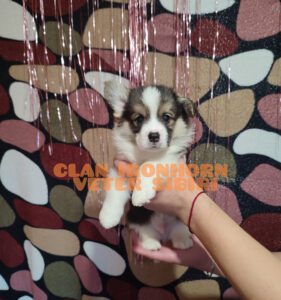 CLAN IRONHORN VETER SIBIRI, 1 месяц, щенок вельш-корги пемброк на домашней фотосессии