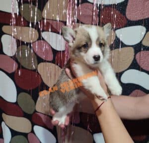 CLAN IRONHORN VERIN, 1 месяц, щенок вельш-корги пемброк на домашней фотосессии