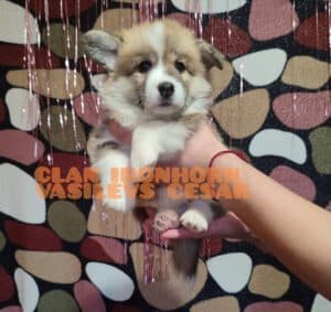 CLAN IRONHORN VASILEVS CESAR, 1 месяц, щенок вельш-корги пемброк на зимней фотосессии