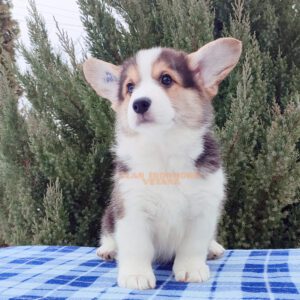 CLAN IRONHORN VETANA, 2 месяца, щенок вельш-корги пемброк отдыхает