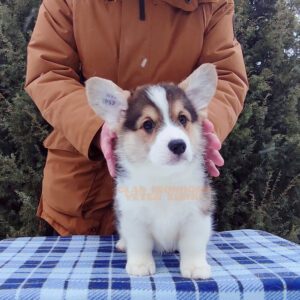 CLAN IRONHORN VETER SIBIRI, 2 месяца, щенок вельш-корги пемброк сидит на столике в зимнем интерьере