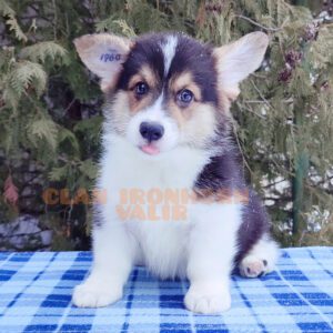 CLAN IRONHORN VALIR, 2 месяца, зимние забавы щенка вельш-корги пемброк