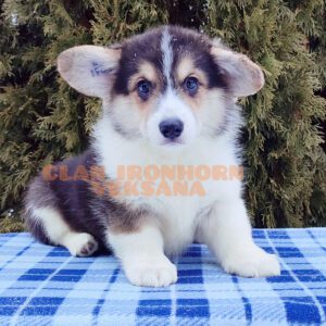 CLAN IRONHORN VEKSANA, 2 месяца, щенок вельш-корги пемброк отдыхает