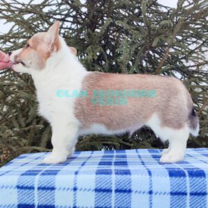 CLAN IRONHORN VERIN, 2 месяца, щенок вельш-корги пемброк на зимней фотосессии