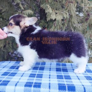 CLAN IRONHORN VALIR, 2 месяца, щенок вельш-корги пемброк на зимней фотосессии