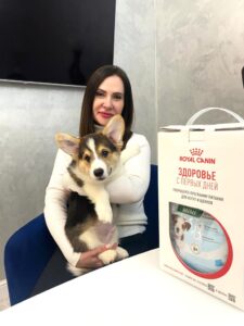 CLAN IRONHORN VETER SIBIRI (Томми), взрослый вельш-корги пемброк из престижного питомника