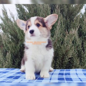 CLAN IRONHORN VETANA, 3 месяца, щенок вельш-корги пемброк исследует дом