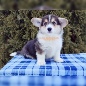 CLAN IRONHORN VEKSANA, 3 месяца, щенок вельш-корги пемброк играет на улице