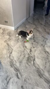 CLAN IRONHORN VETER SIBIRI, почти три месяца, вельш-корги пемброк с ковбойским платком на шее играет в новом доме