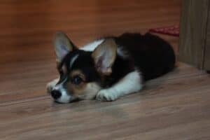 CLAN IRONHORN VALIR, 3 месяца, щенок вельш-корги пемброк отдыхает после празднования дня рождения