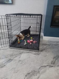 CLAN IRONHORN VETER SIBIRI, почти три месяца, щенок вельш-корги пемброк с ковбойским платком на шее в новом доме