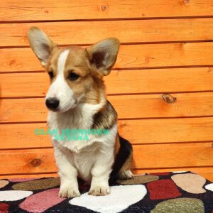 CLAN IRONHORN VETANA, 5 месяцев, щенок вельш-корги пемброк на прогулке