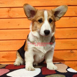 CLAN IRONHORN VETANA, 5 месяцев, щенок вельш-корги пемброк отдыхает после игры