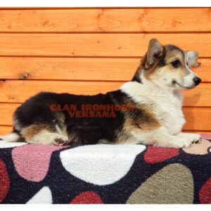 CLAN IRONHORN VEKSANA, 4 месяца, щенок вельш-корги пемброк играет с игрушкой