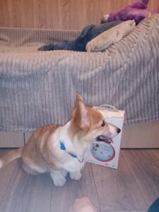 CLAN IRONHORN VASILEVS CESAR, щенок вельш-корги пемброк в новом доме