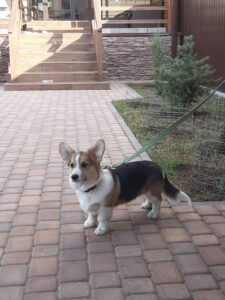 CLAN IRONHORN VETER SIBIRI, 4 месяца, щенок вельш-корги пемброк с ковбойским платком на шее исследует новый дом