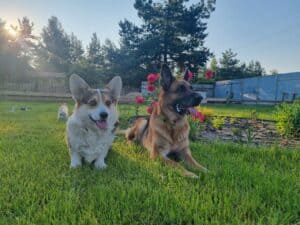 Фотографии ZELENAYA DOLINA MERCURY WINNER N/B с немецкой овчаркой, питомник CLAN IRONHORN