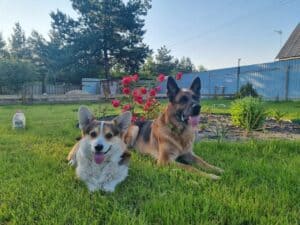 Совместная фотосессия ZELENAYA DOLINA MERCURY WINNER N/B и немецкой овчарки, питомник CLAN IRONHORN