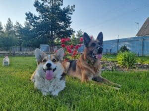 Фотосессия ZELENAYA DOLINA MERCURY WINNER N/B с немецкой овчаркой, питомник CLAN IRONHORN