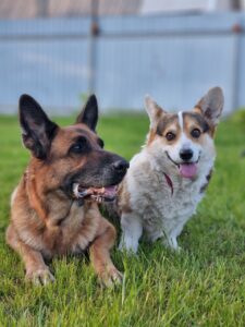 Совместные игры ZELENAYA DOLINA MERCURY WINNER N/B и немецкой овчарки, питомник CLAN IRONHORN