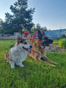 Кобель-производитель вельш корги пемброк ZELENAYA DOLINA MERCURY WINNER N/B с немецкой овчаркой, питомник CLAN IRONHORN