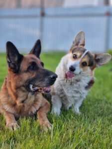 Племенной кобель ZELENAYA DOLINA MERCURY WINNER N/B с немецкой овчаркой, питомник CLAN IRONHORN