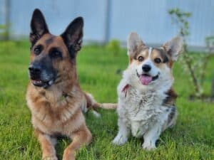 Вельш корги пемброк ZELENAYA DOLINA MERCURY WINNER N/B и немецкая овчарка, питомник CLAN IRONHORN