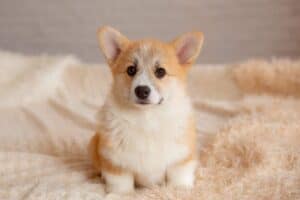 Подготовка к встрече: GREAT SOFI HIMERA и новый питомец