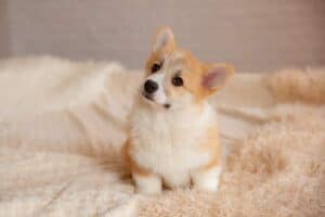 Племенная сука вельш корги пемброк GREAT SOFI HIMERA N/B приветствует нового питомца