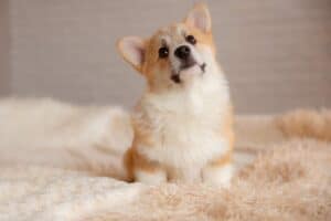 Племенная сука вельш корги пемброк GREAT SOFI HIMERA N/B в ожидании нового друга